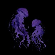 Jellyfish