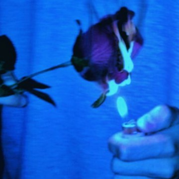 blue rose