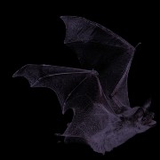 purple bat2