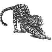 leopard