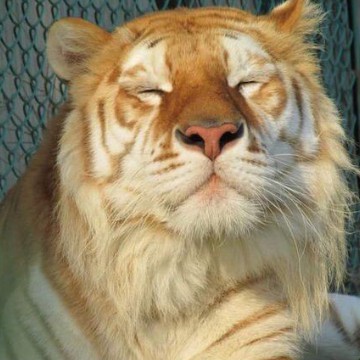 tiger
