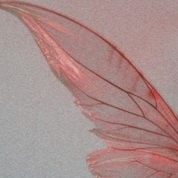 Pink Wings