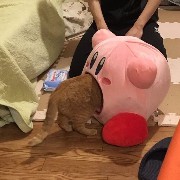 cats