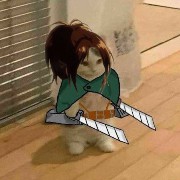hange cat