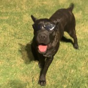 shahhry doggos
