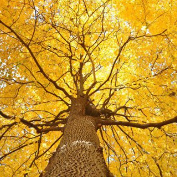 yellow_3