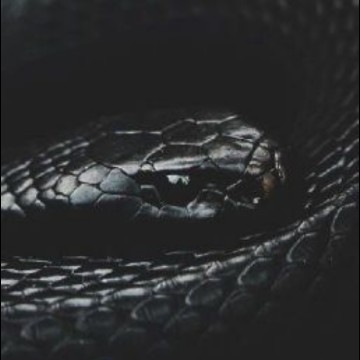 Black Snake 
