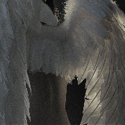 wings angel