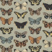 butterflies