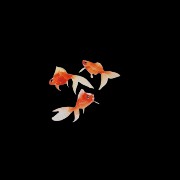 fishes
