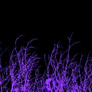 dark purple aesthetic