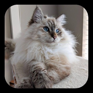 Ragdoll Cat