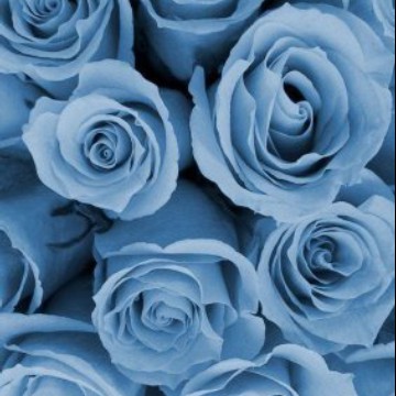 baby blue flowers