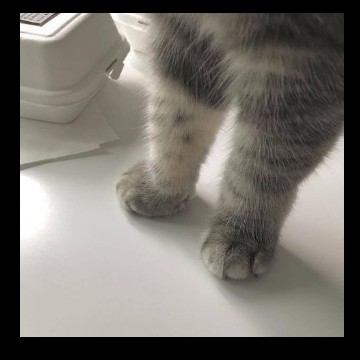 widgets 