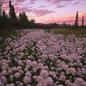 pink flower field
