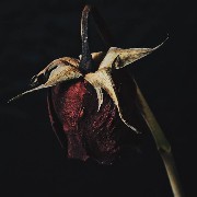 Wilted Rose
