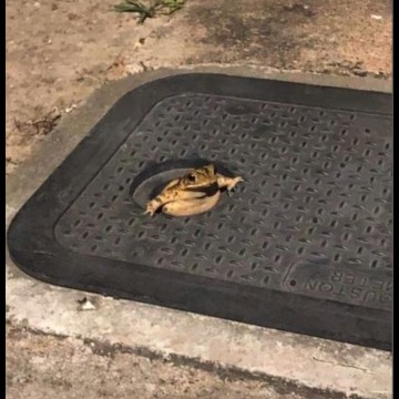 Cute frog