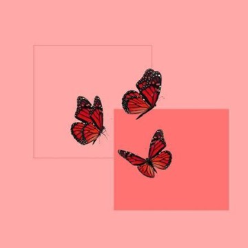 pink butterfly 