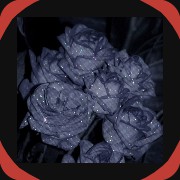 Blue roses small
