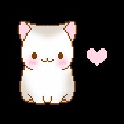 kitten