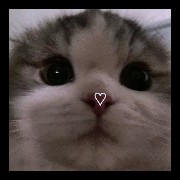 Cat3