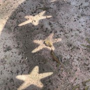 road stars