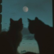 cats