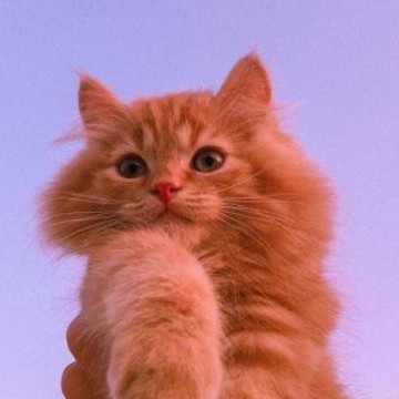wiget gato