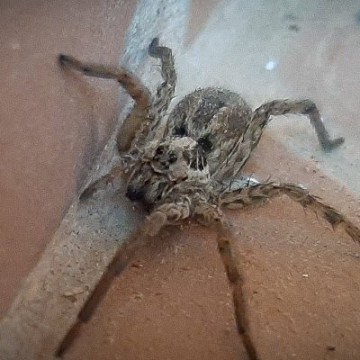 Spider