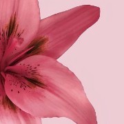 a pink flower