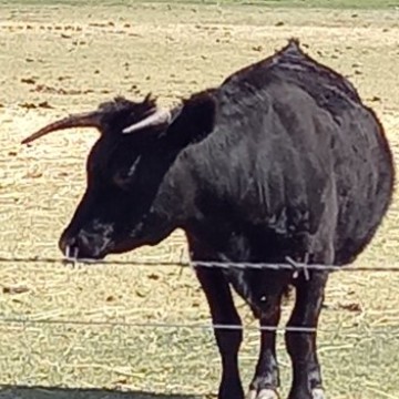 bull