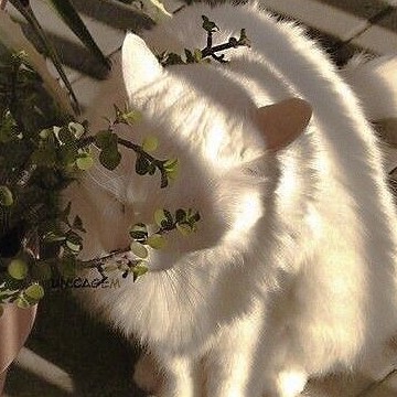 kittie