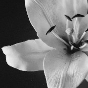 white Lily 