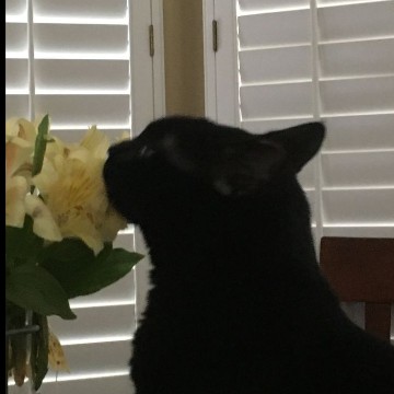 black cat