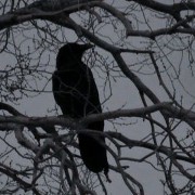 Black bird