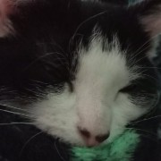 kitty