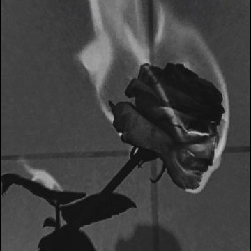 flor preta