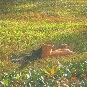 cats in love