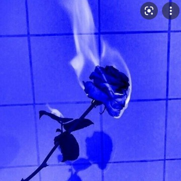 Fleur bleu 
