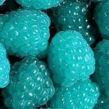 raspberry
