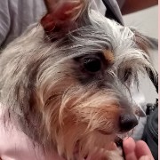 DOGGIE