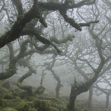 bosque anticute 01