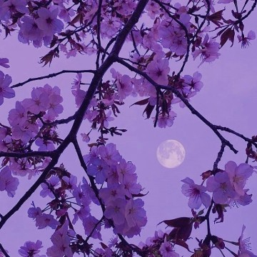 purple widget