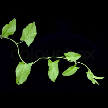 leaves 2