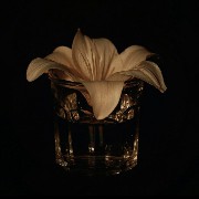 Lily on the glass 