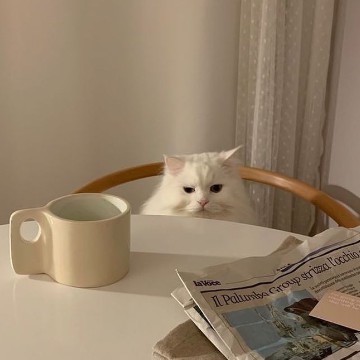 cute kitty