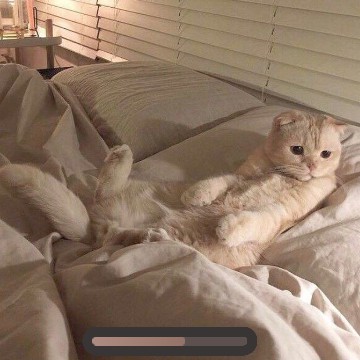 CatWidget#2