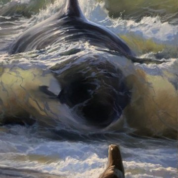 killer whale