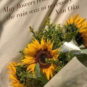 sunflower.jpg1