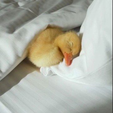 cute ducky